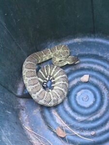 Rattlesnake