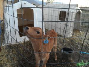 Cheese the Calf