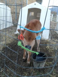 Cheese the Calf